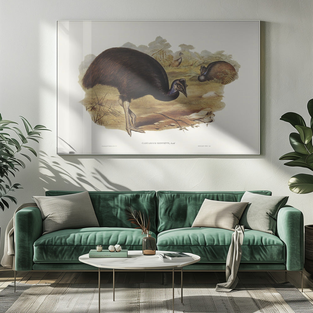 Bennett's Cassowary Poster